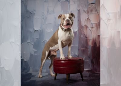 Puppy standing front legs on stool